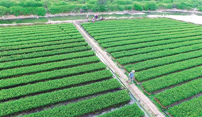 前黄苗圃地区交通最新动态报道